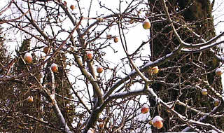snow apples