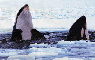 killer whales trapped in Arctic