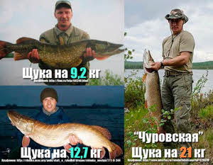 Putin and other pikes