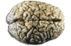 active brain