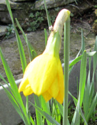 Daffodil in flower