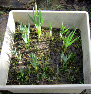 sprouting daffodils