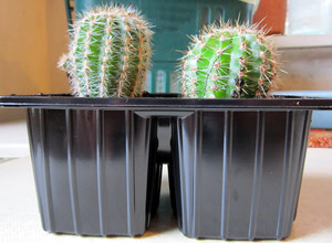 2 cacti