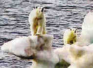 Stranded polar bears