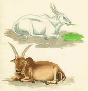 Cattle, Bangalore by Harry Turner
