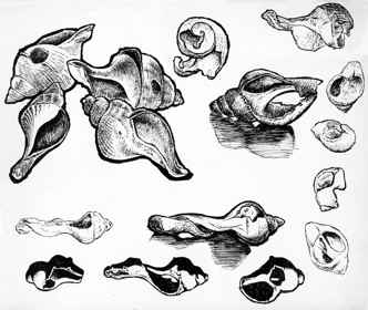 sea shells by Harry Turner