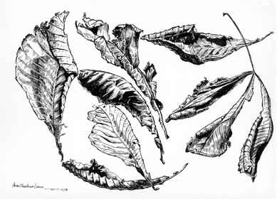 Horse chestnut leaves by Harry Turner