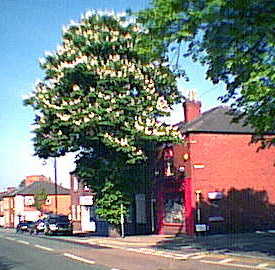 Horse chestnut at Hill Street