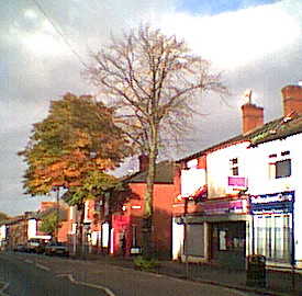 Horse chestnut at Hill Street