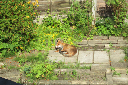 Visiting wildlife in Romiley, July 2013