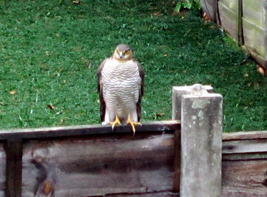 A visiting hawk in Romiley in 2013