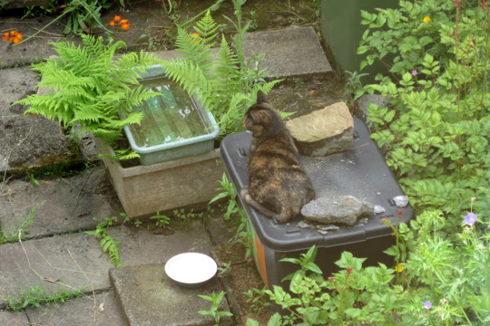 Visiting cat in Romiley, July 2015