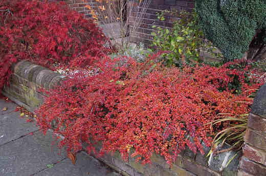 Autumn colours 2006/11/13